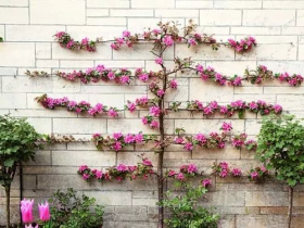 树种成围墙,美到无法形容,还有果子吃!