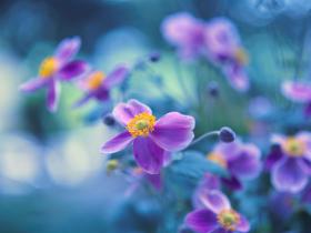 常见园林花卉植物开花月份对照一览表