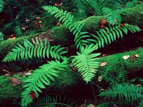 这些常见的蕨类植物,你不一定叫得出名字