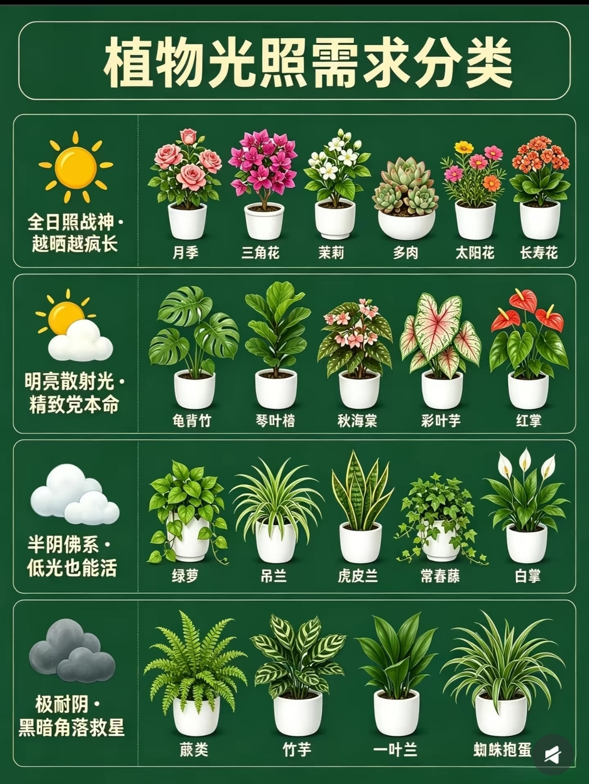 植物光照需求分类